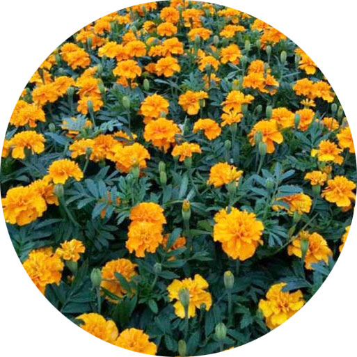 青州市卓名花卉苗木有限公司