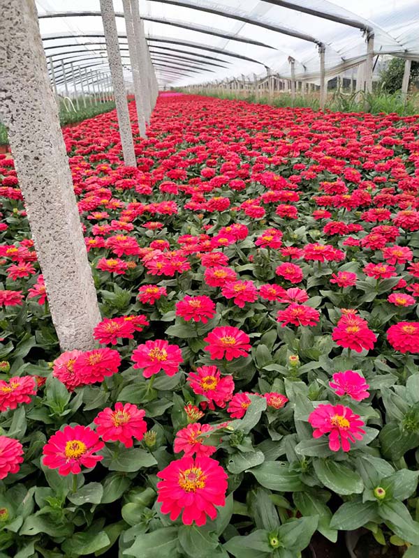 花海景观