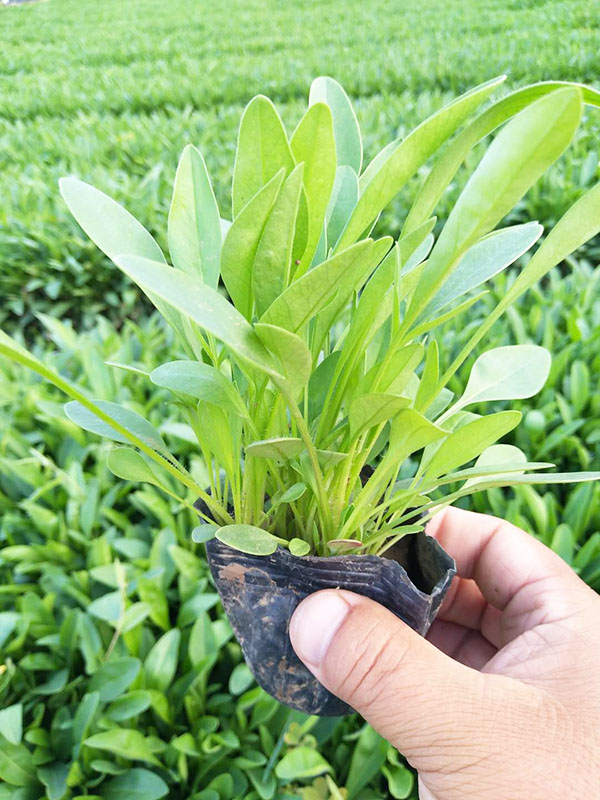大花金鸡菊