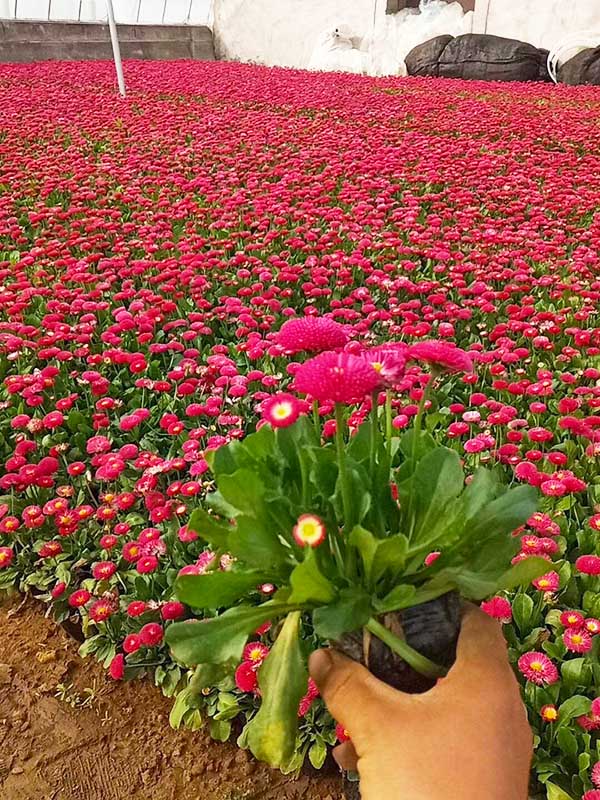 雏菊