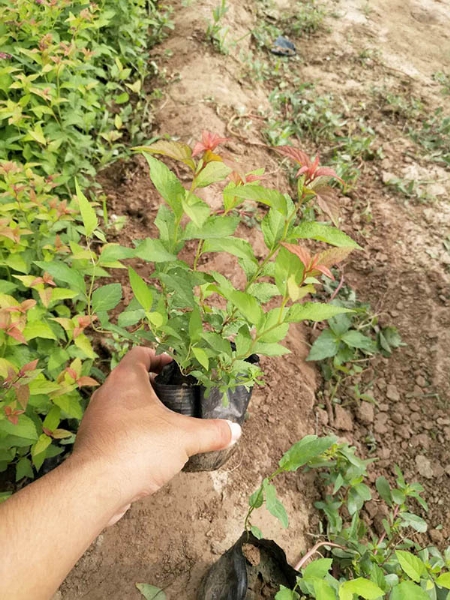 金焰绣线菊