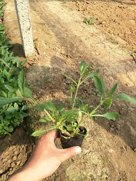柳叶马鞭草
