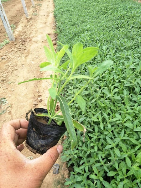 柳叶马鞭草