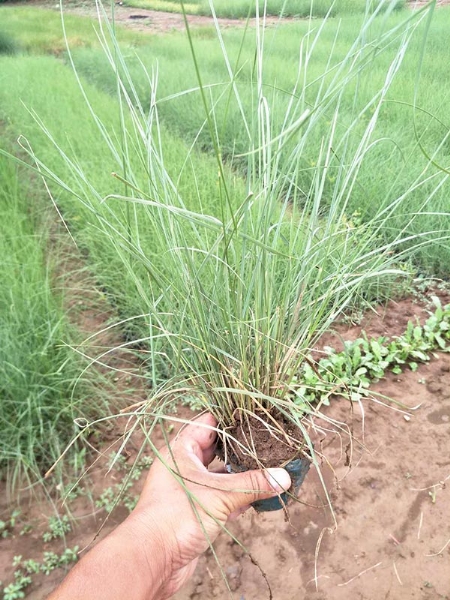粉黛乱子草