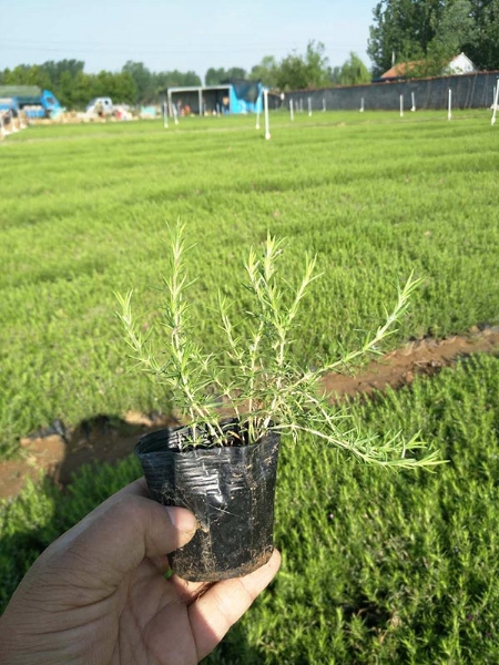 丛生福禄考4
