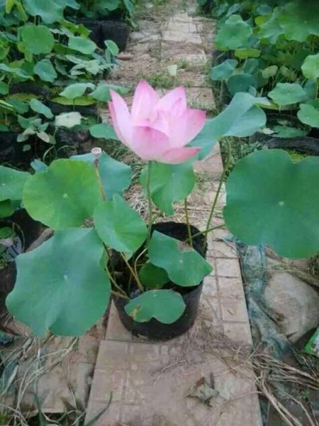 水生植物