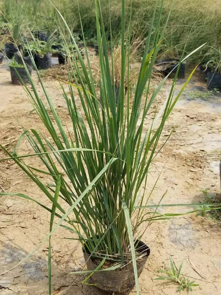 芒草