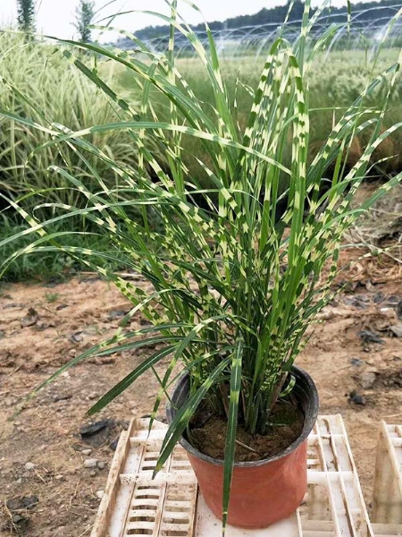 观赏草