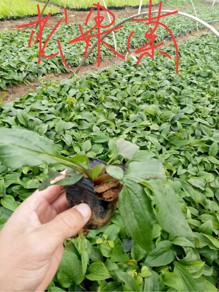 松果菊