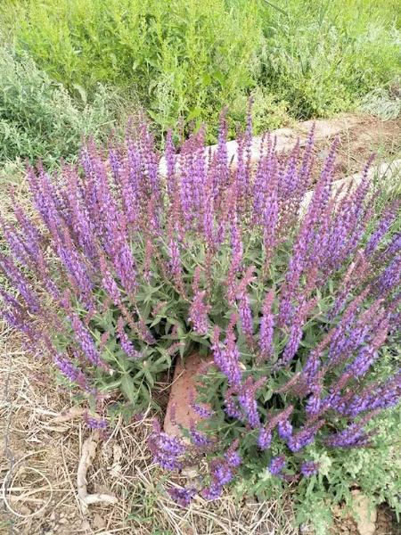 鼠尾草