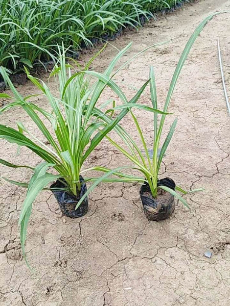 蛇鞭菊