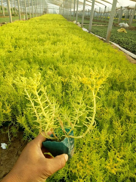 黄金佛甲草