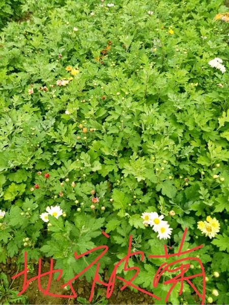 地被菊