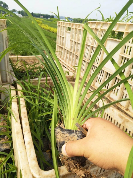 大花萱草