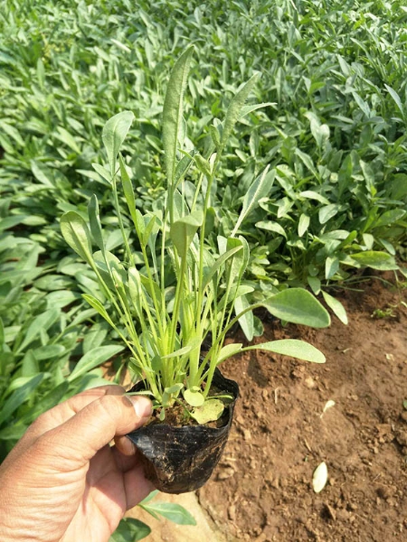 大花金鸡菊