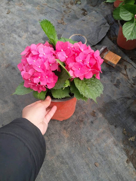 八仙花