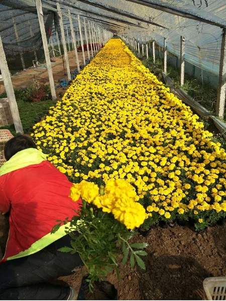 孔雀草