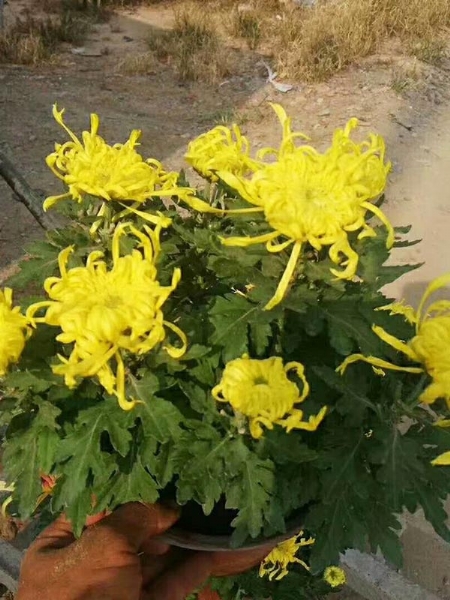 菊花3