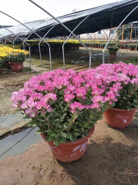 菊花2
