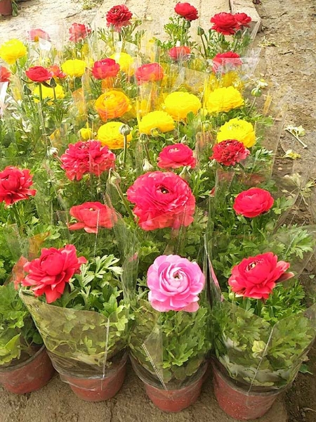 花毛茛