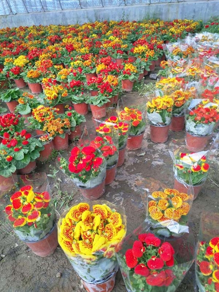 荷包花