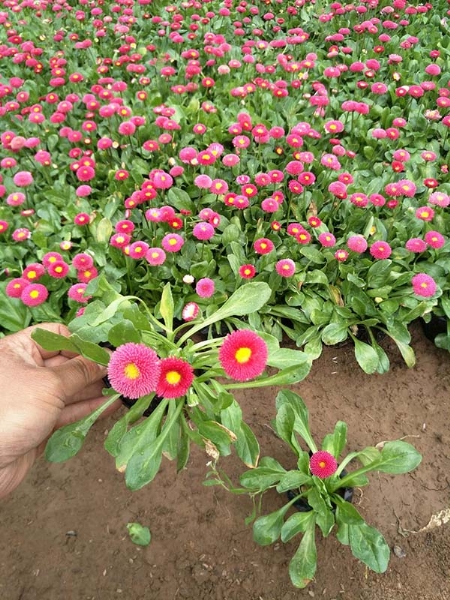 雏菊2
