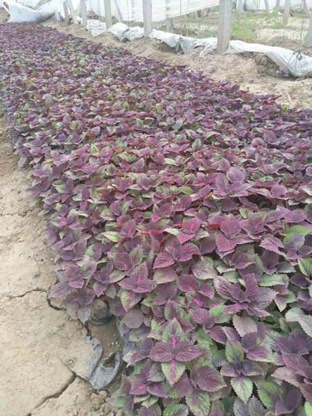 彩叶草