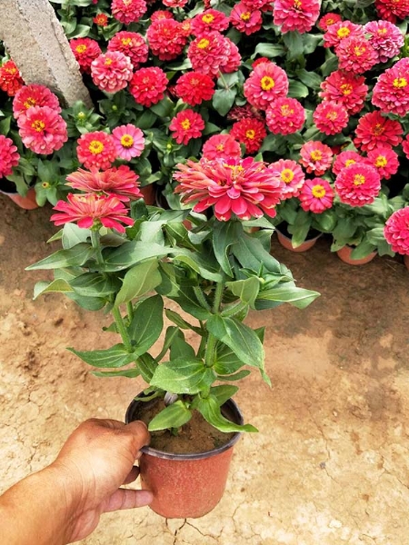 时令草花