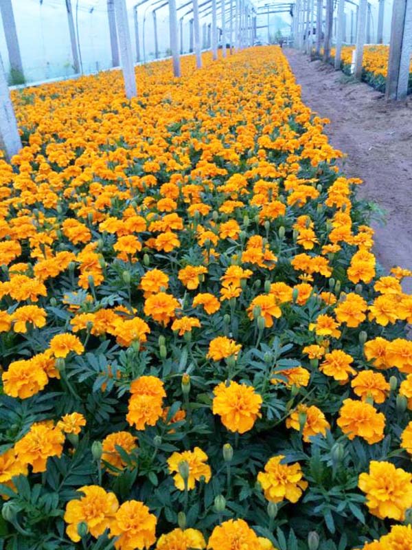 草花的养护非常重要