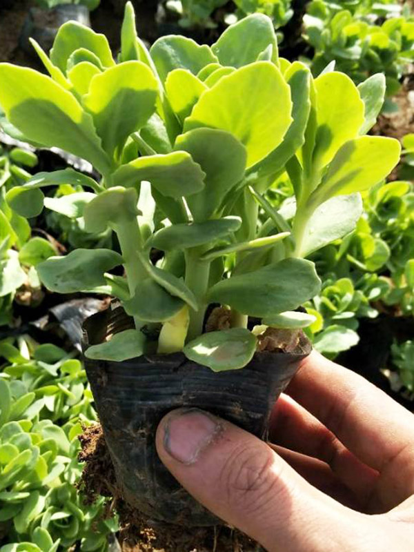 宿根花卉需要因地适宜种植养护