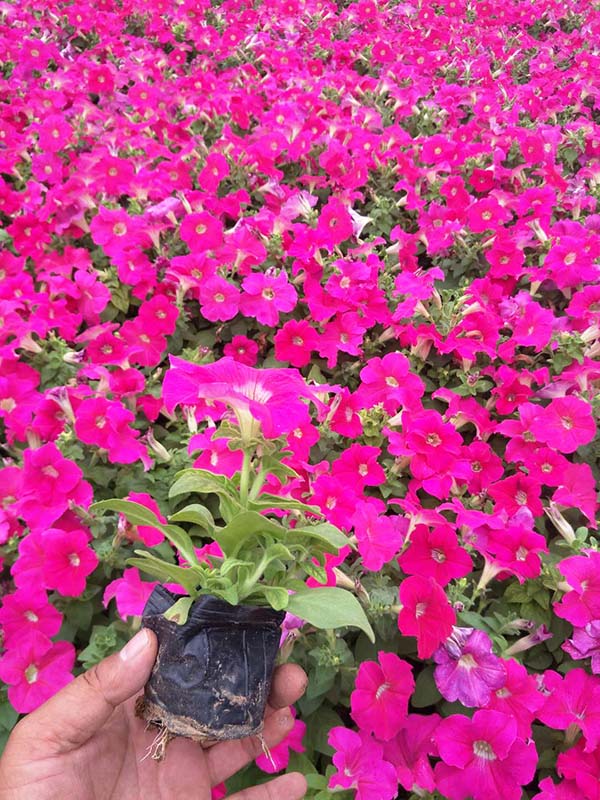 草花在什么季节播种好呢？